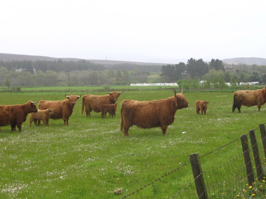 Highlander Hotel 'A Bespoke Hotel' Newtonmore Kültér fotó